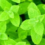 Mint